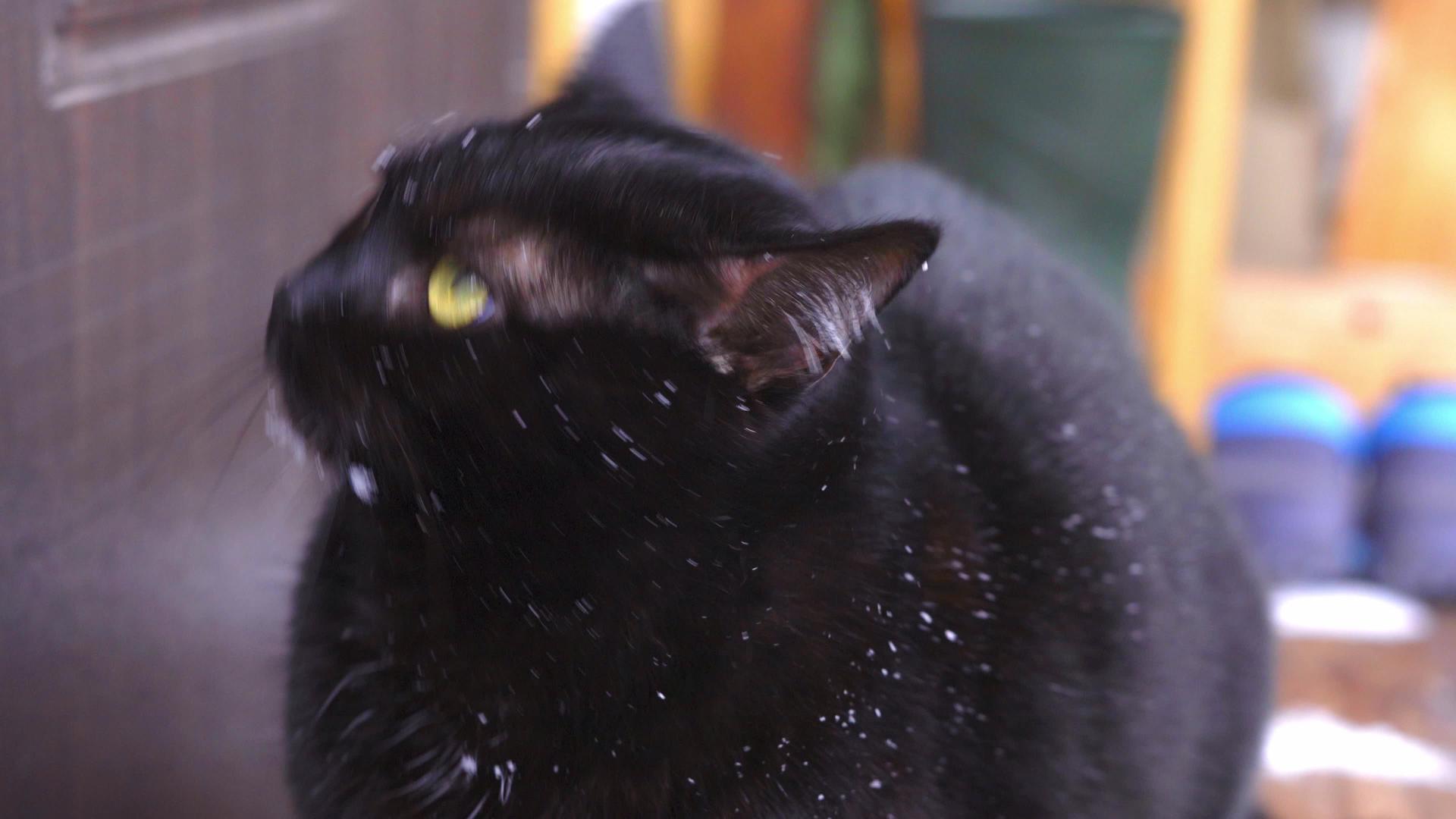 雪花中的惊吓黑猫想回家视频的预览图