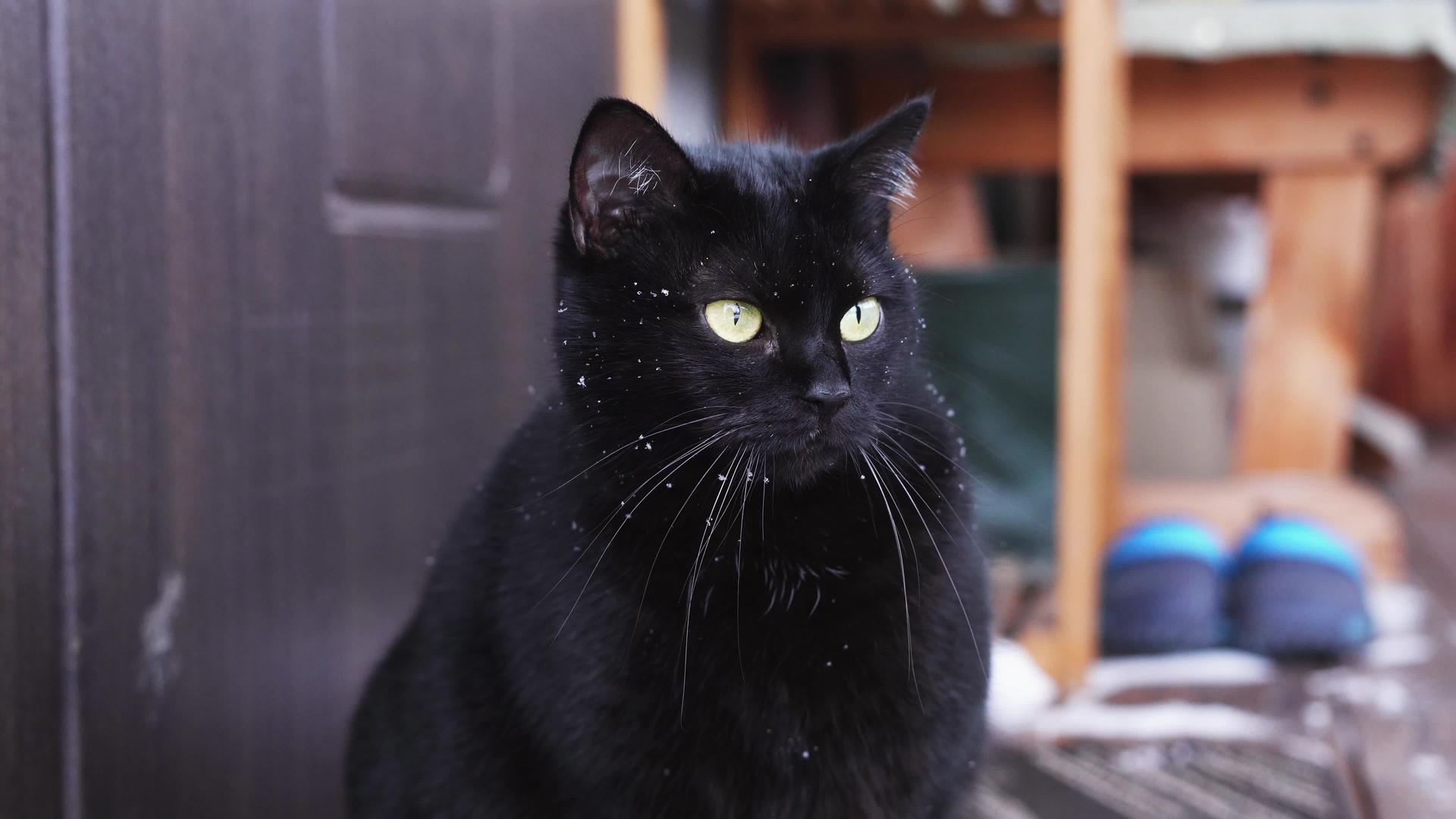 一只黑猫坐在房子的门下仔细地看着远处视频的预览图