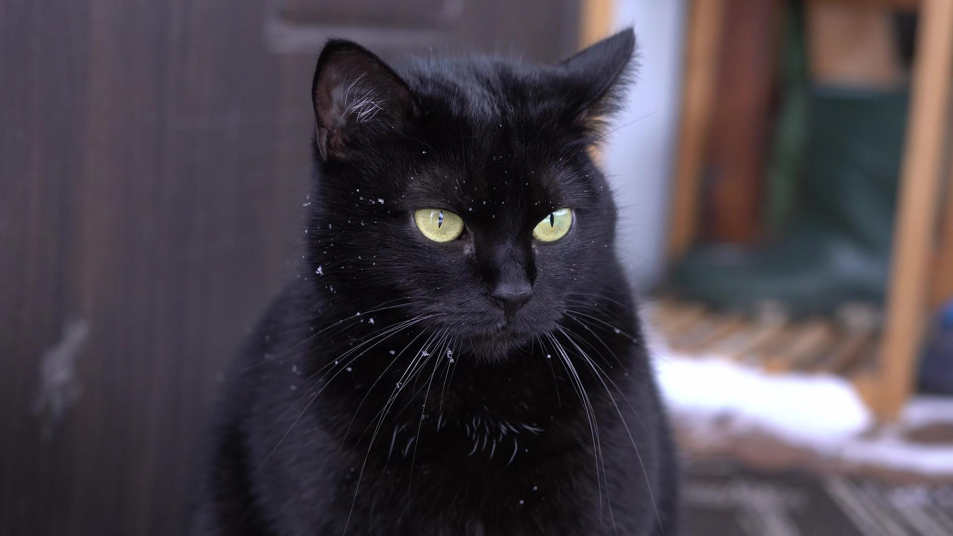 黑猫脸在雪地上闪闪发光视频的预览图