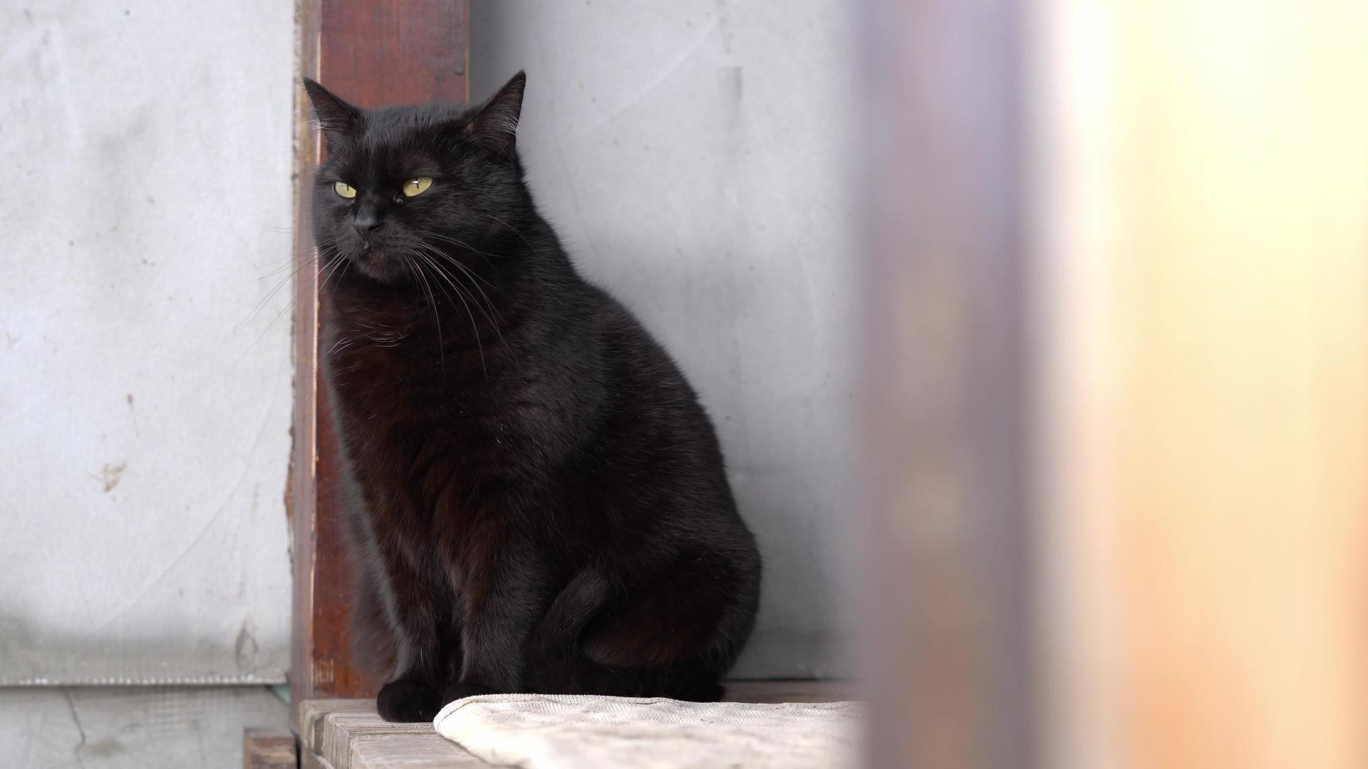 漂亮的黑黑猫坐在房子在房子前面视频的预览图