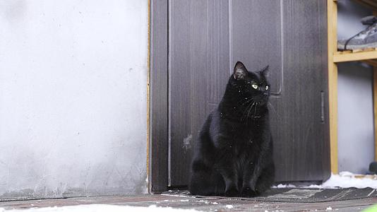 一只黑毛猫坐在门前的门槛上从她冰冷的爪子上打她视频的预览图