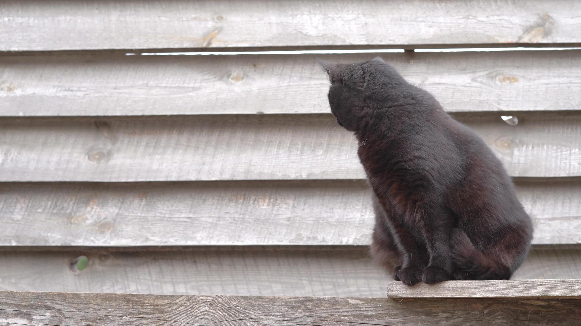 一只美丽的黑毛黑猫坐在木栅栏后面仔细地看着它视频的预览图