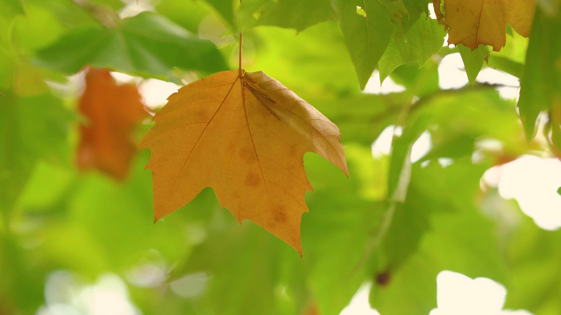 4k拍摄秋天枫叶的特写镜头视频的预览图
