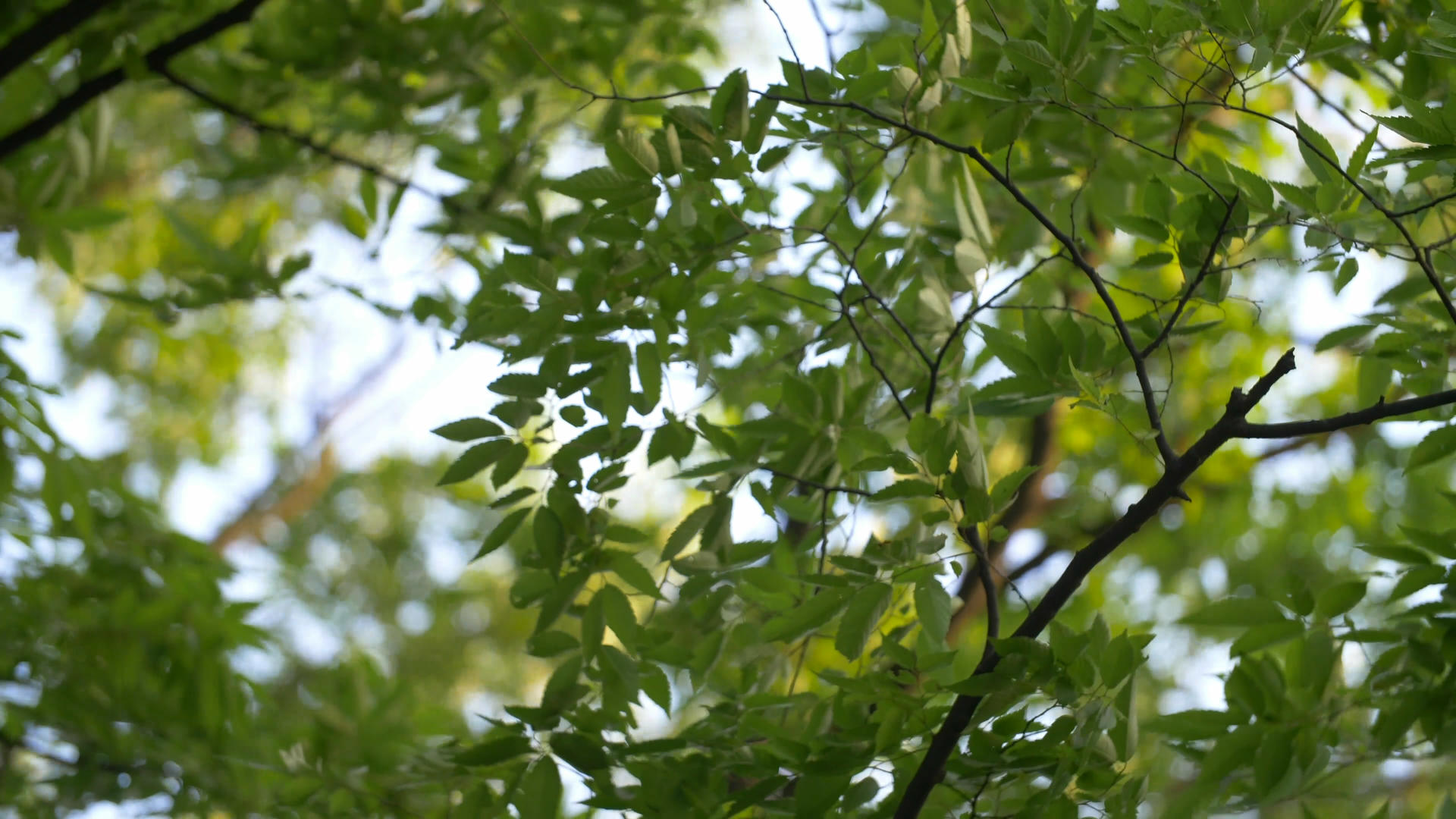 晴天绿色树叶视频的预览图