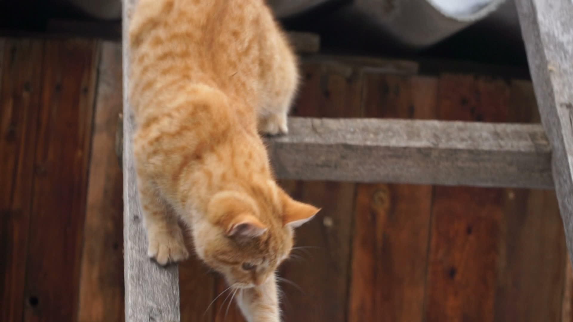 记录下红猫从楼梯上下来的照片视频的预览图
