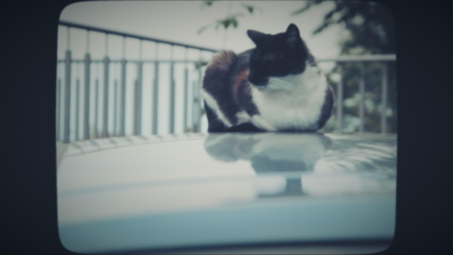 猫睡在车顶上视频的预览图