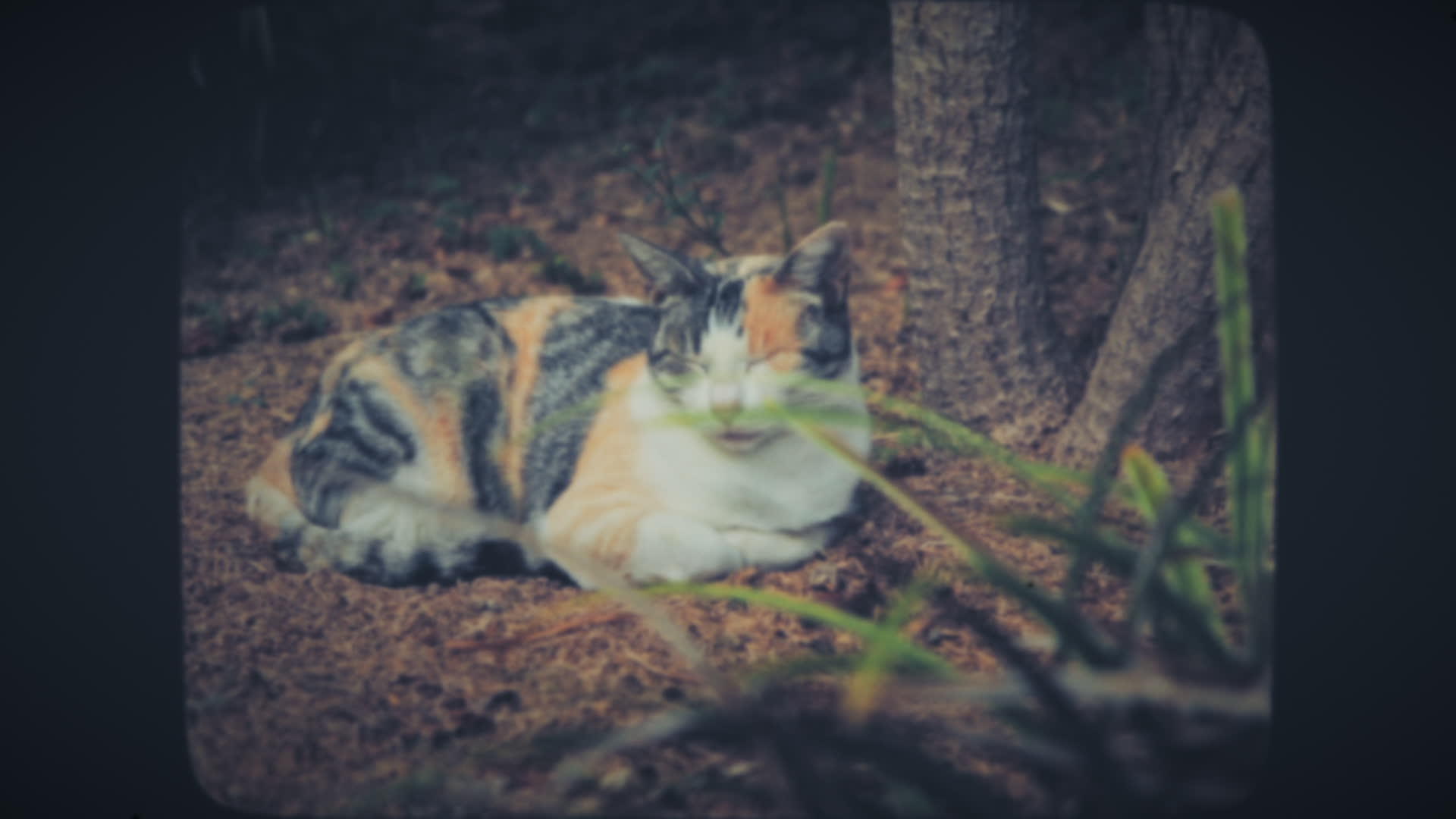 猫睡在花园的地上视频的预览图