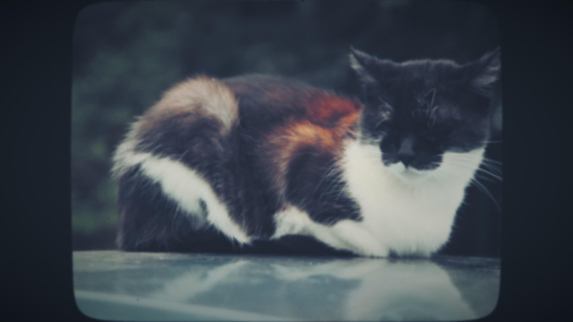 猫睡在车顶上视频的预览图