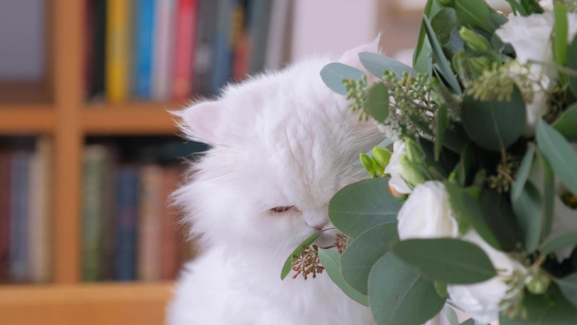 美丽的白猫正在吃鲜花视频的预览图