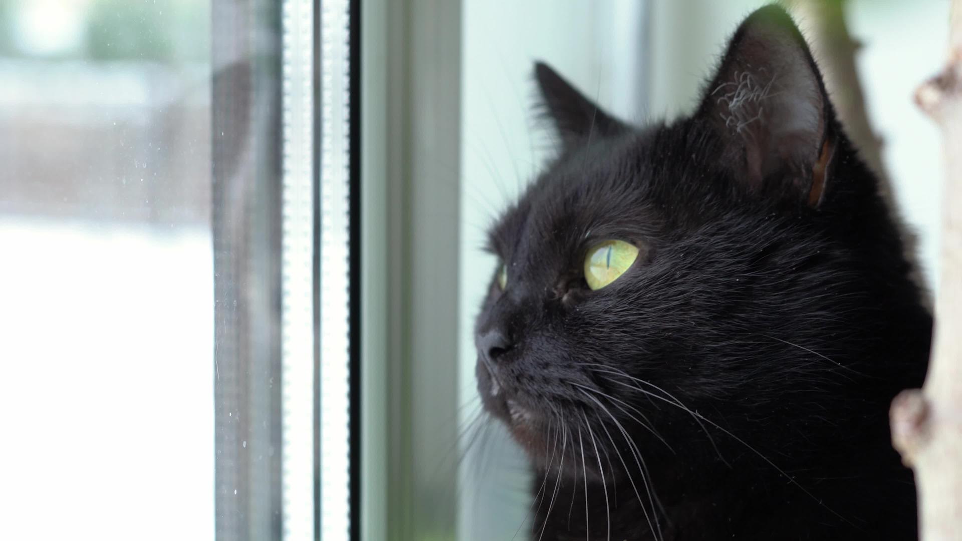 黑猫冬天看着窗外的窗户视频的预览图