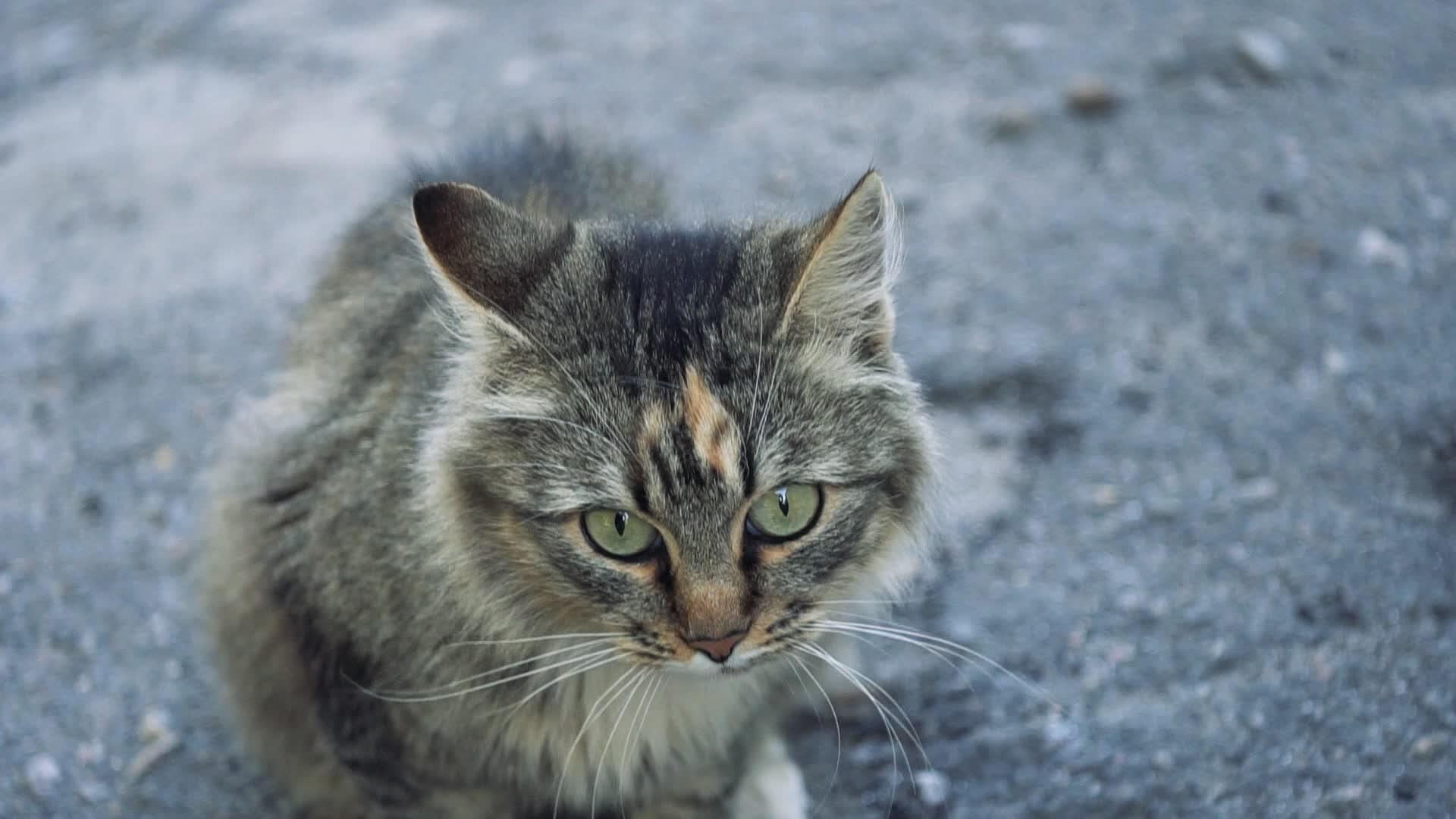 一只猫坐在人行道上看鸟儿视频的预览图
