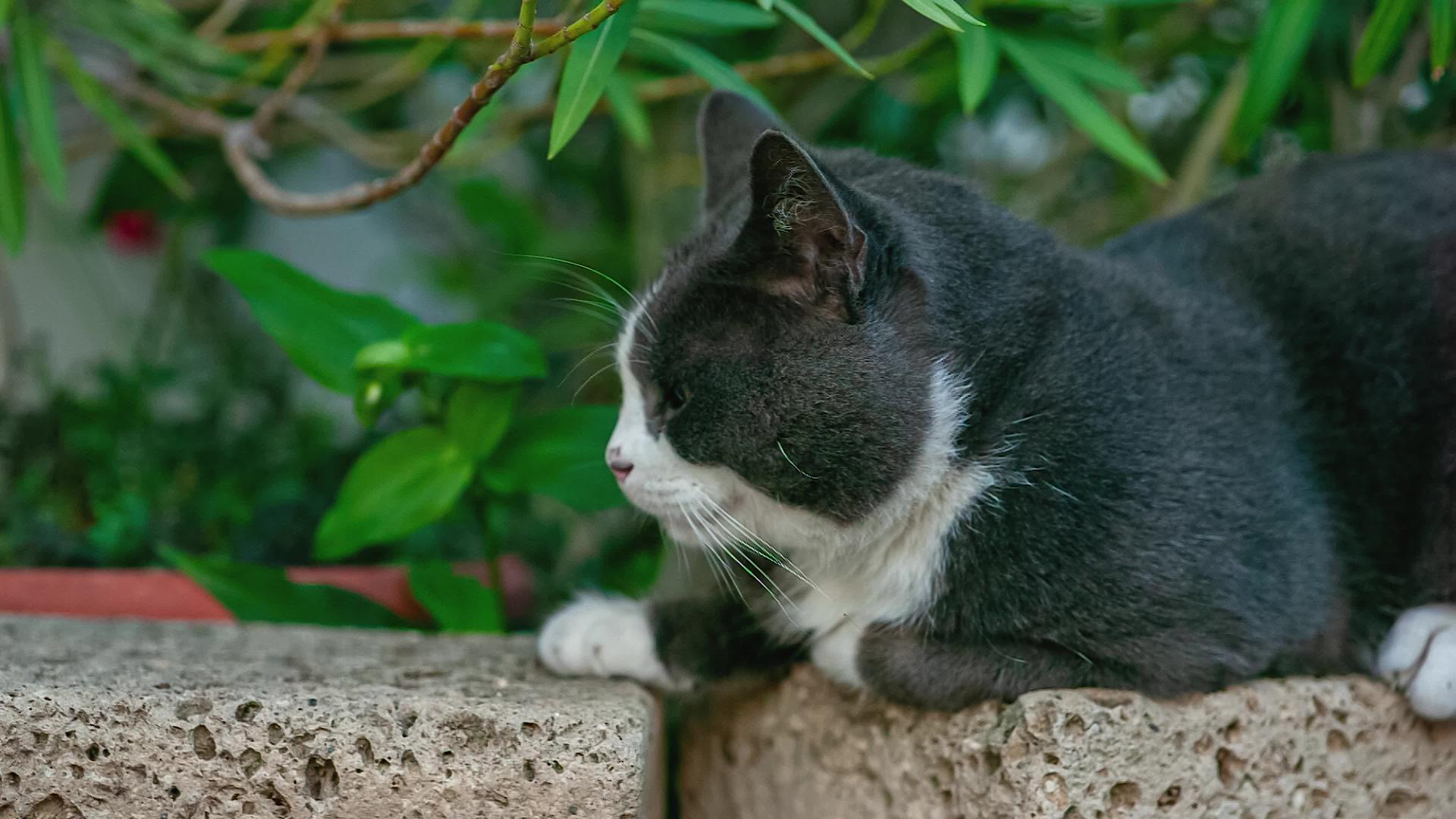 可爱的灰猫肖像2视频的预览图