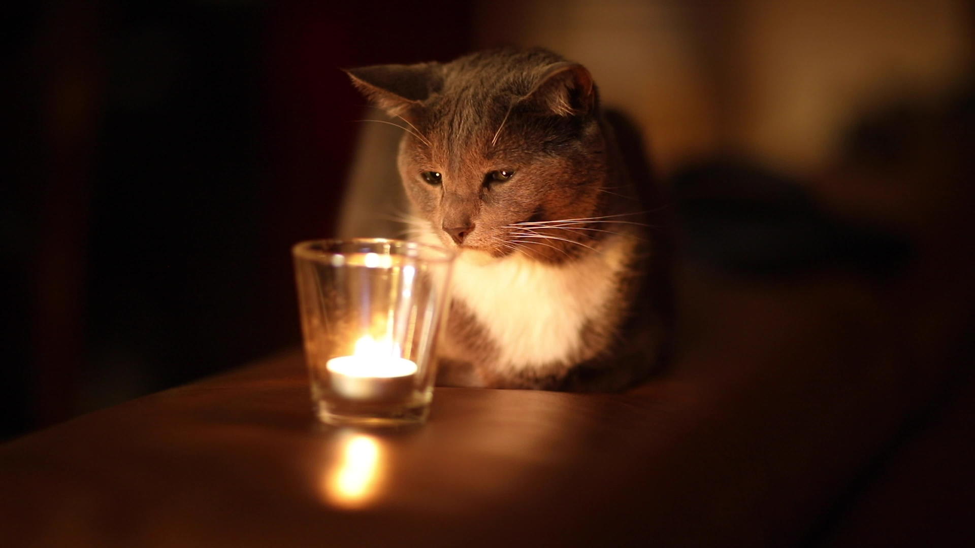 灰猫看着蜡烛感觉很舒服视频的预览图