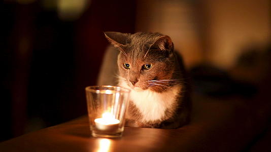 灰猫看着蜡烛感受到舒适的爱视频的预览图