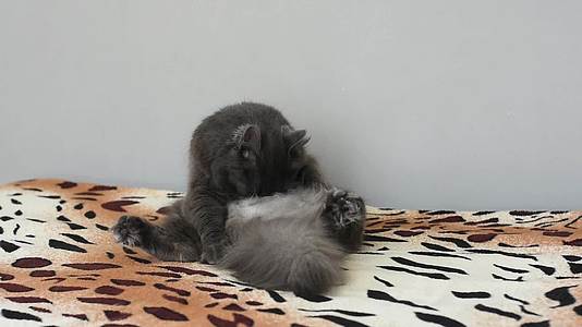 黑色和灰色的毛毛小猫坐在床上舔和咬肚子很有趣视频的预览图
