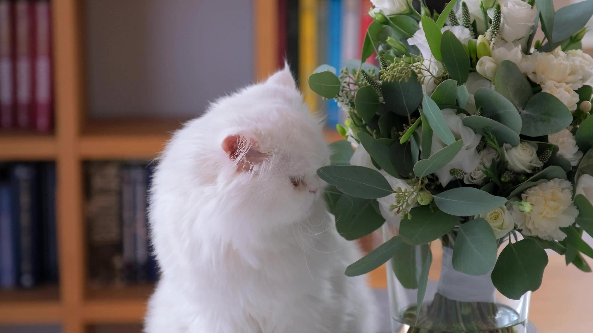 猫嗅着摩擦着鼻子看着花束视频的预览图
