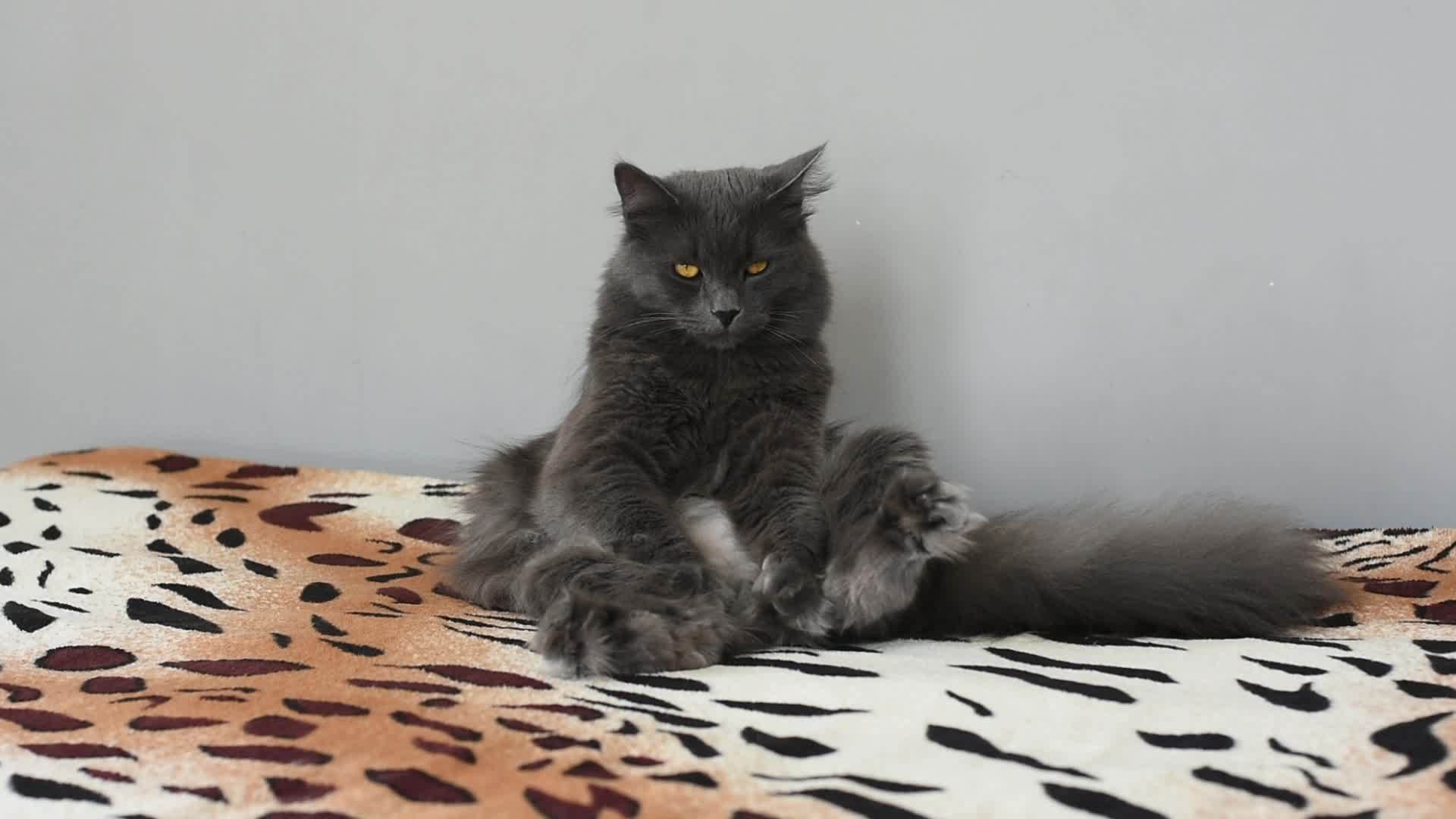 黑灰色的毛毛小猫坐在床上很滑稽女孩上楼开始摸他视频的预览图