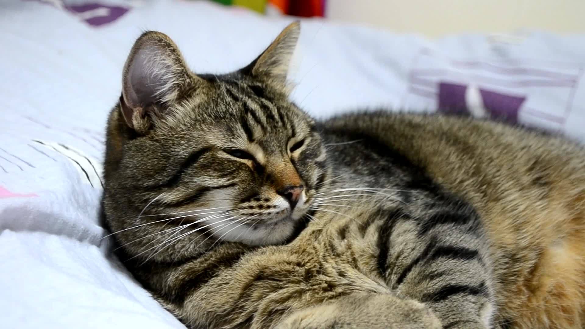 可爱可爱的小猫睡在床上视频的预览图