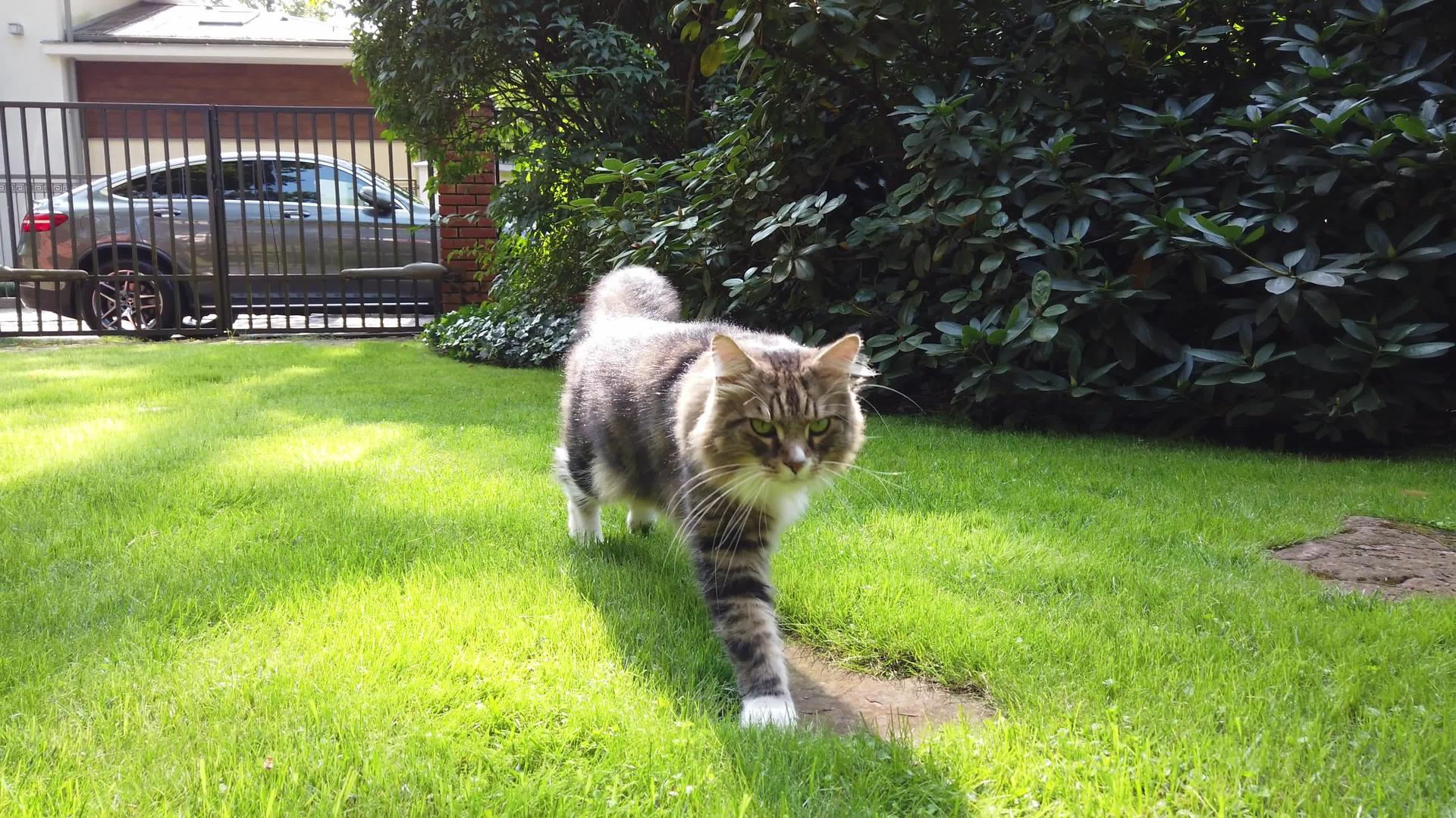 猫走在绿草坪上视频的预览图