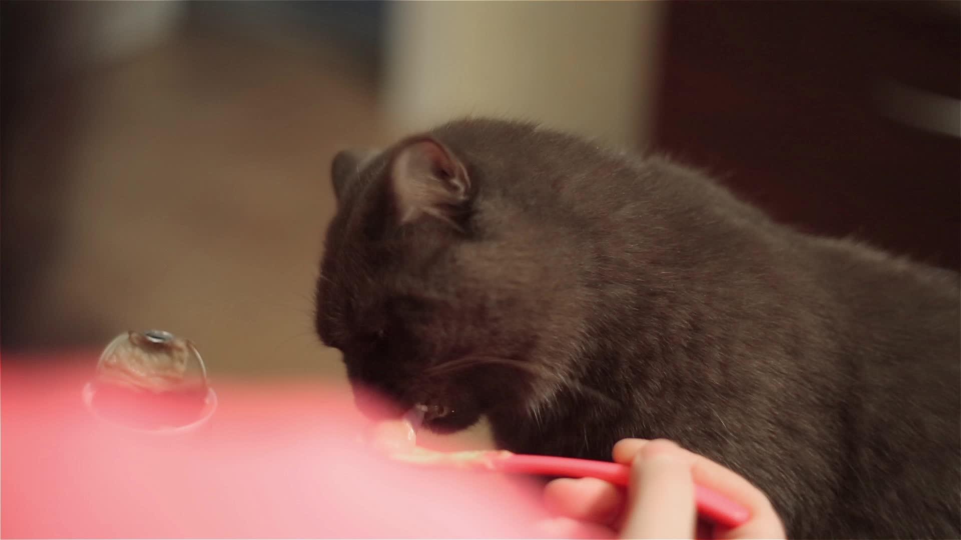 一个女人用勺子喂了一只英国猫视频的预览图