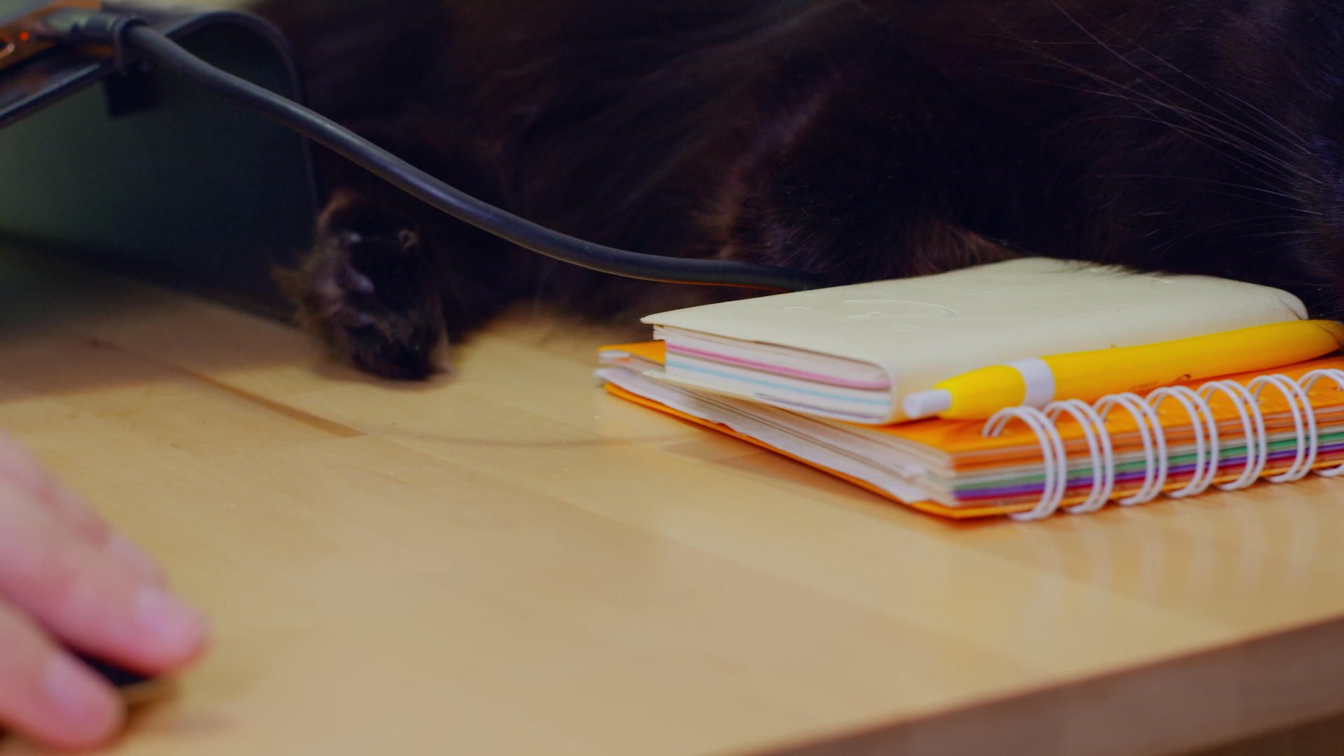 黑猫躺在桌子上科罗纳检疫期间自由职业者在家视频的预览图