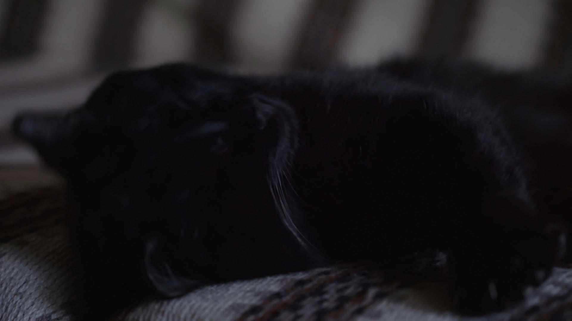 黑猫睡在沙发上视频的预览图