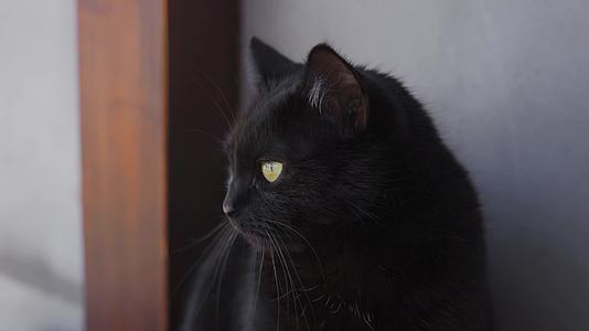 一只美丽的小黑猫黄眼睛明亮的黄色眼睛环绕着它视频的预览图