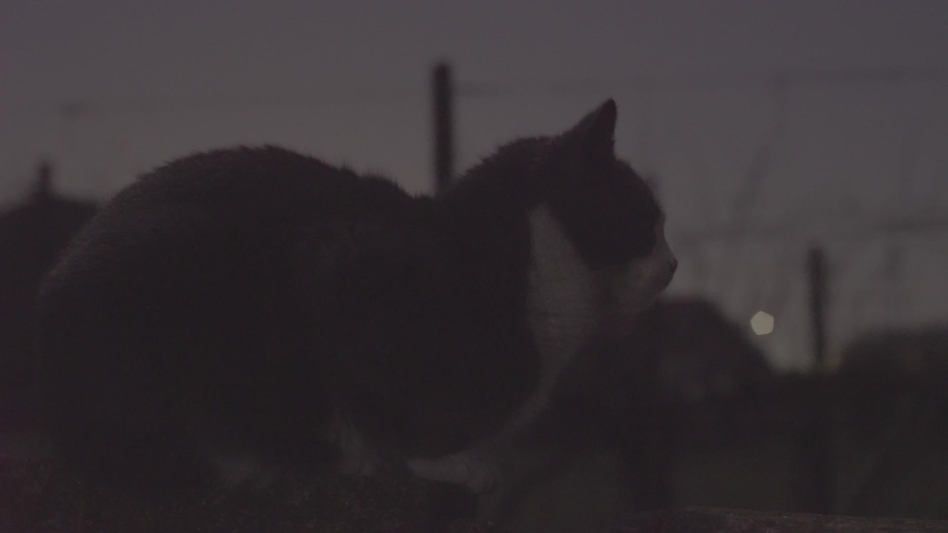 黑暗中的猫视频的预览图