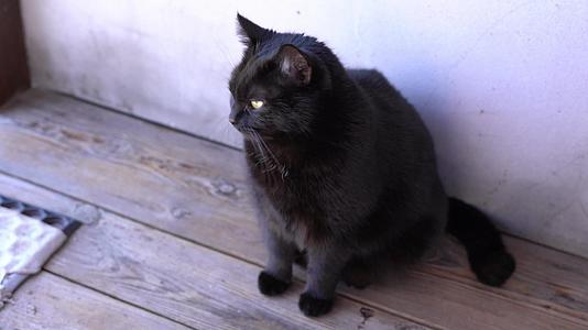 黄眼打哈欠的黑猫视频的预览图