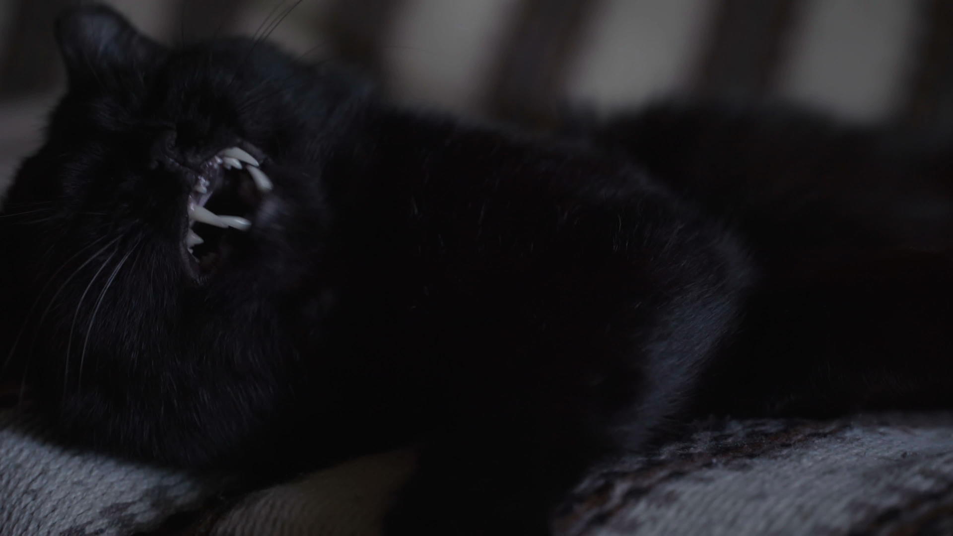 黑猫睡在沙发上视频的预览图