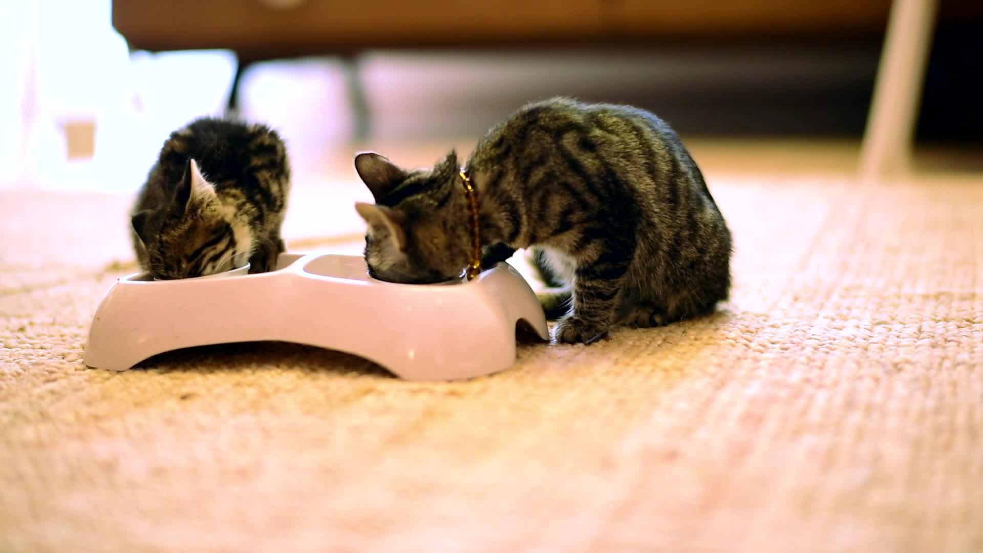 两只猫在家吃猫粮视频的预览图