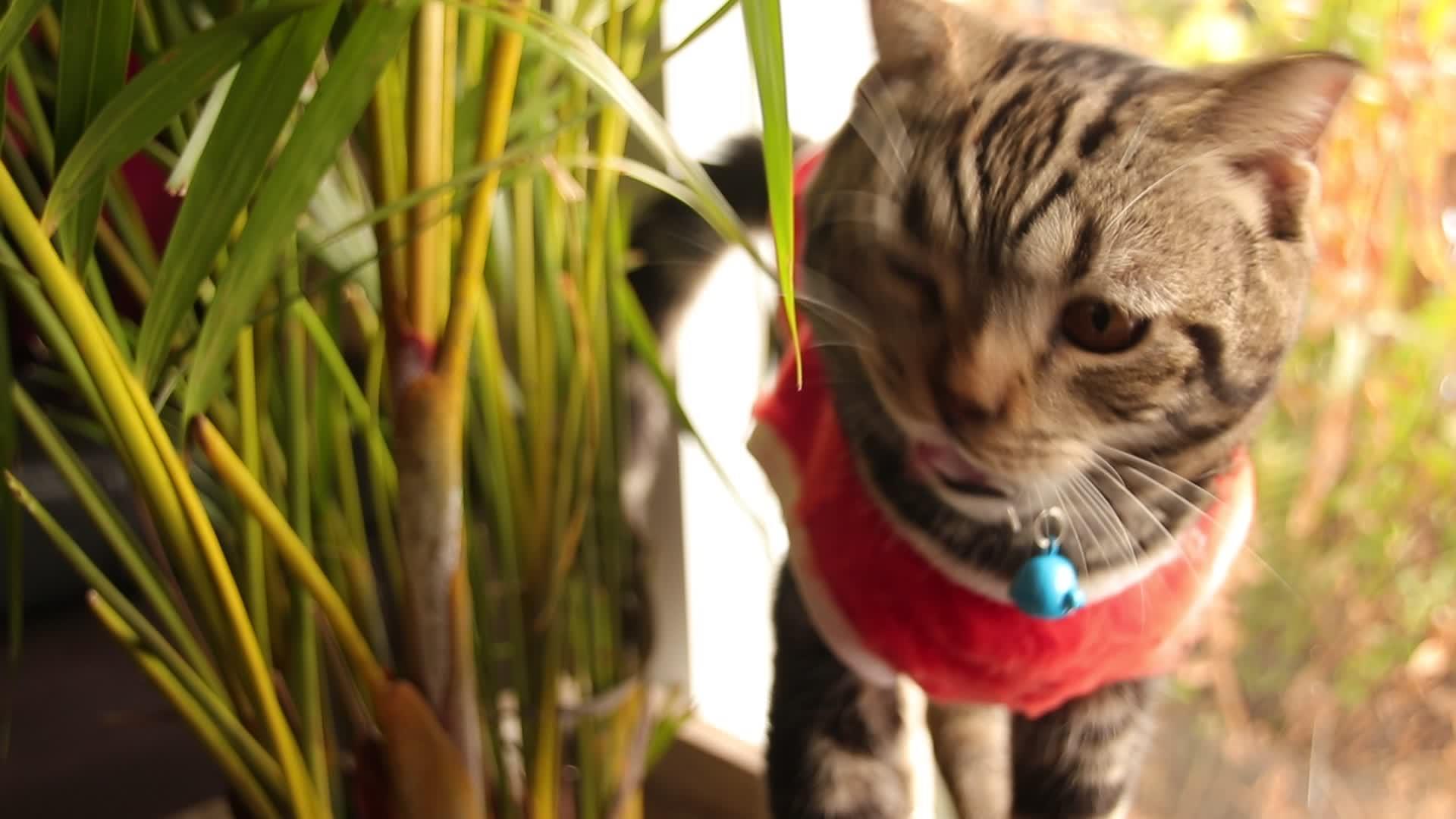 苏格兰折叠猫穿着圣塔克萨斯服装视频的预览图