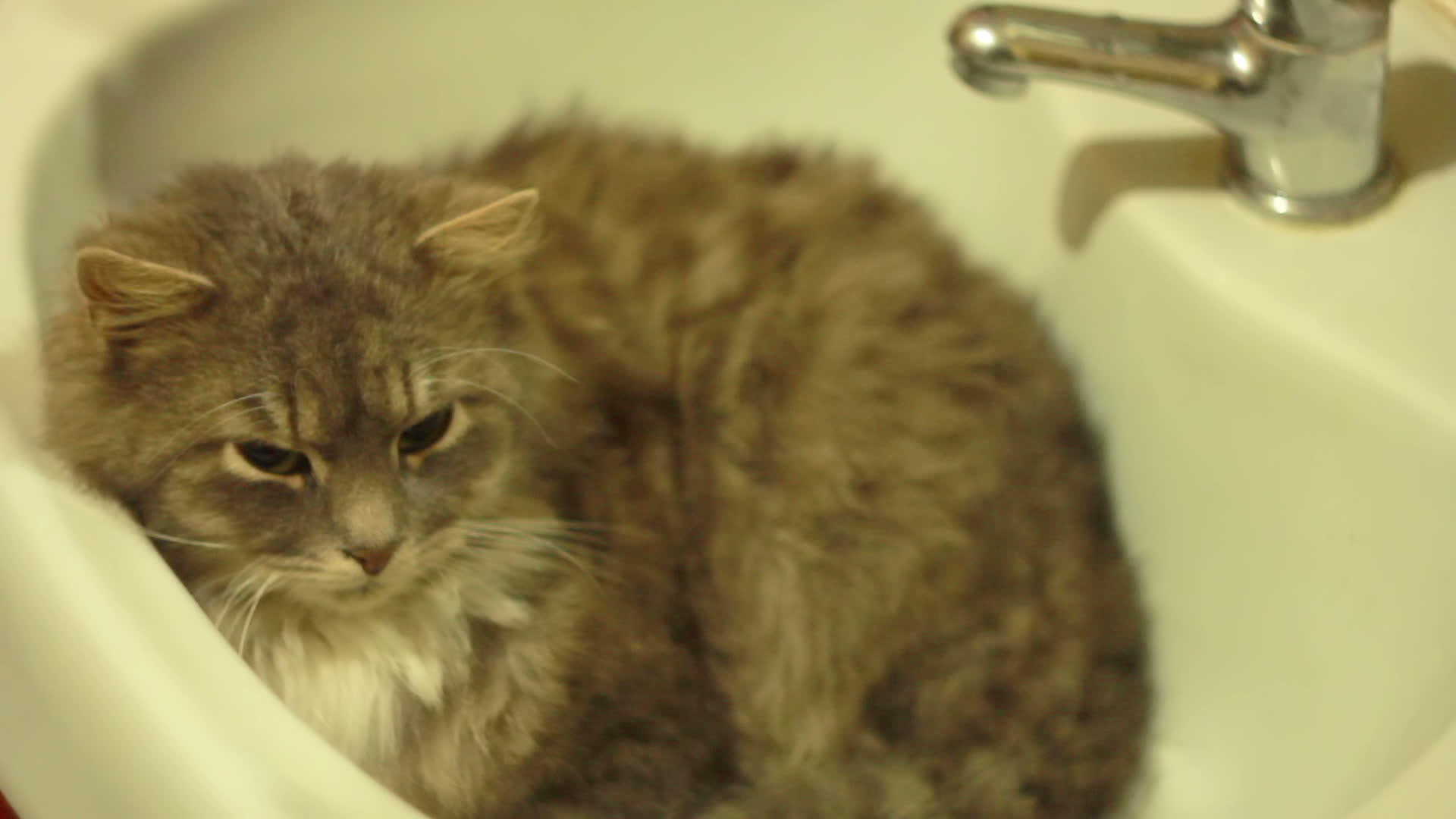 1号浴池里的猫视频的预览图