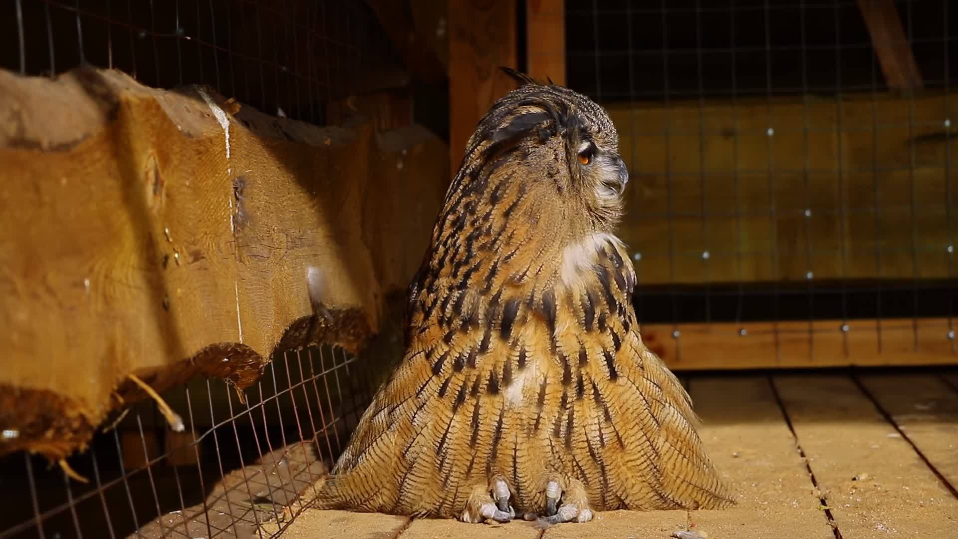 一只美丽的大猫头鹰坐在木地板上视频的预览图