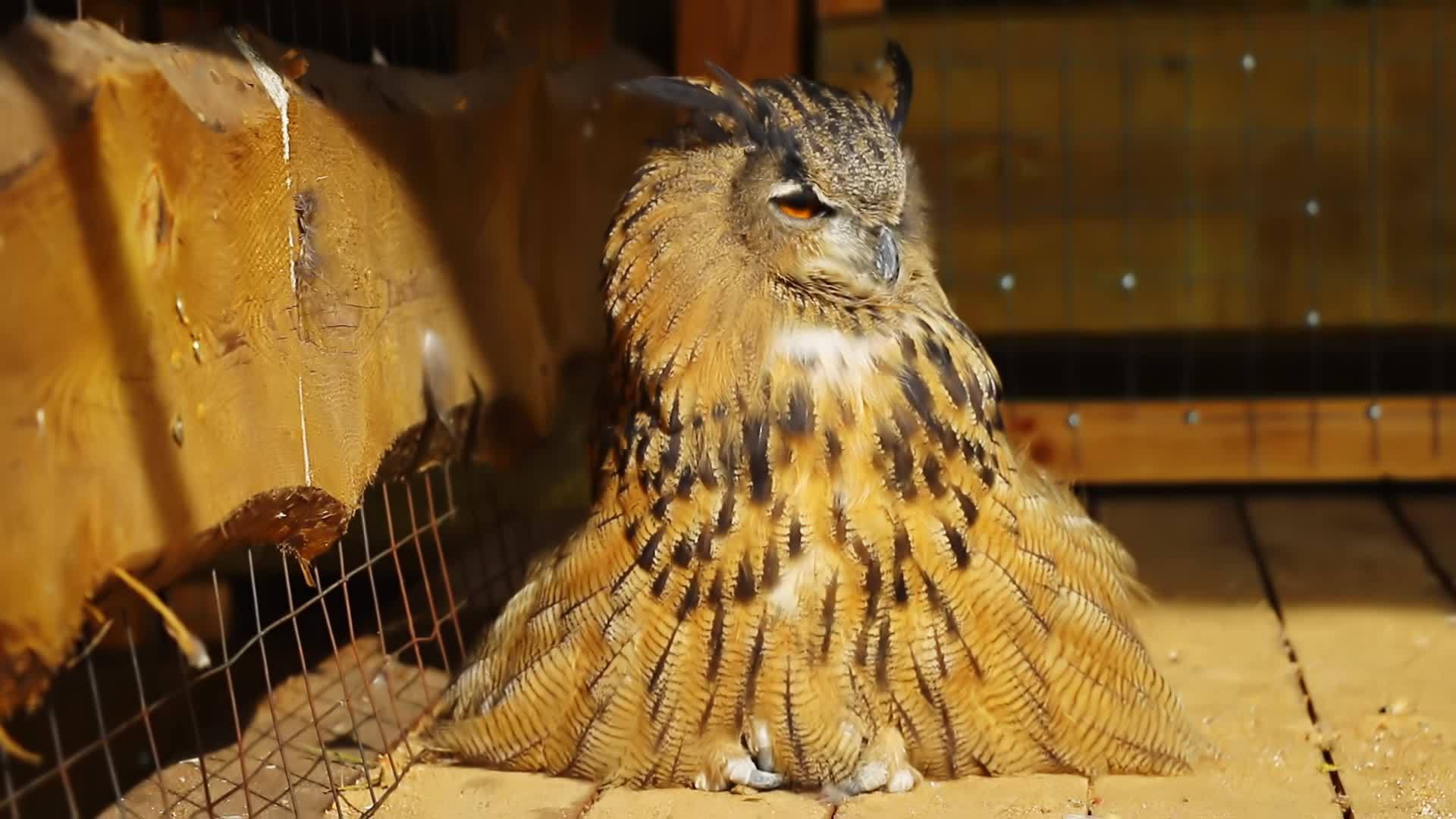 一只漂亮的猫头鹰坐在木地板上视频的预览图