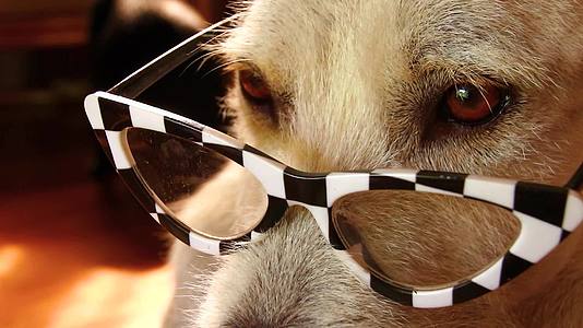 戴着猫眼眼镜的狗紧闭着视频的预览图