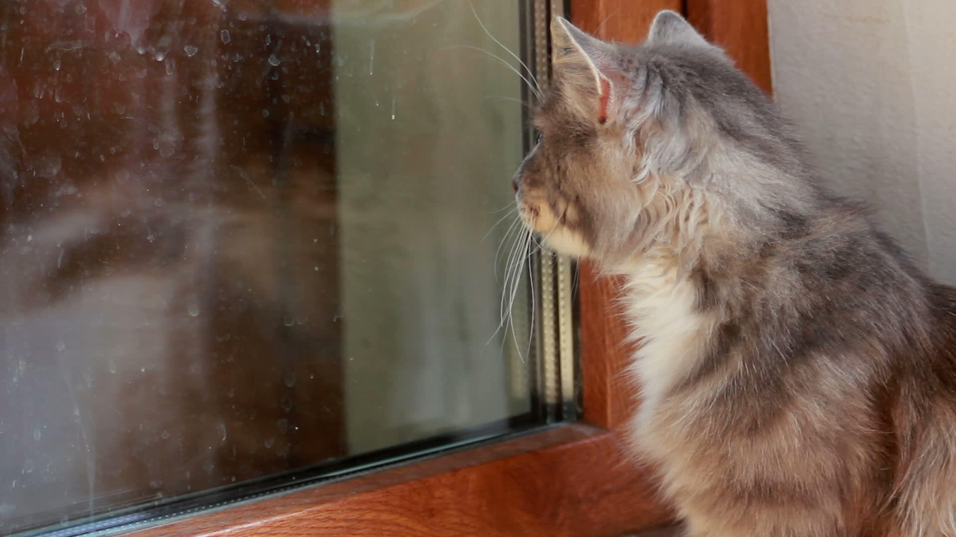 猫看着肮脏的窗户视频的预览图