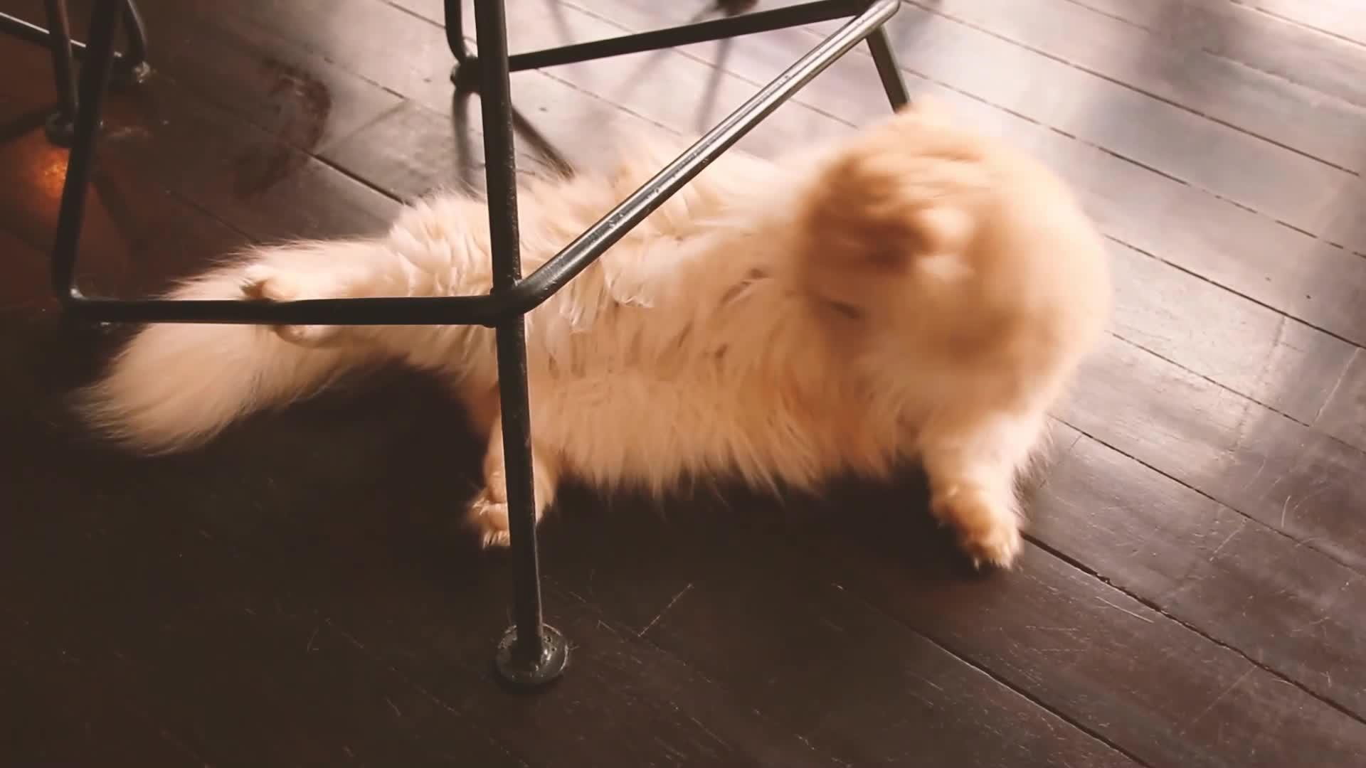 可爱又毛茸茸的百货猫自制视频的预览图