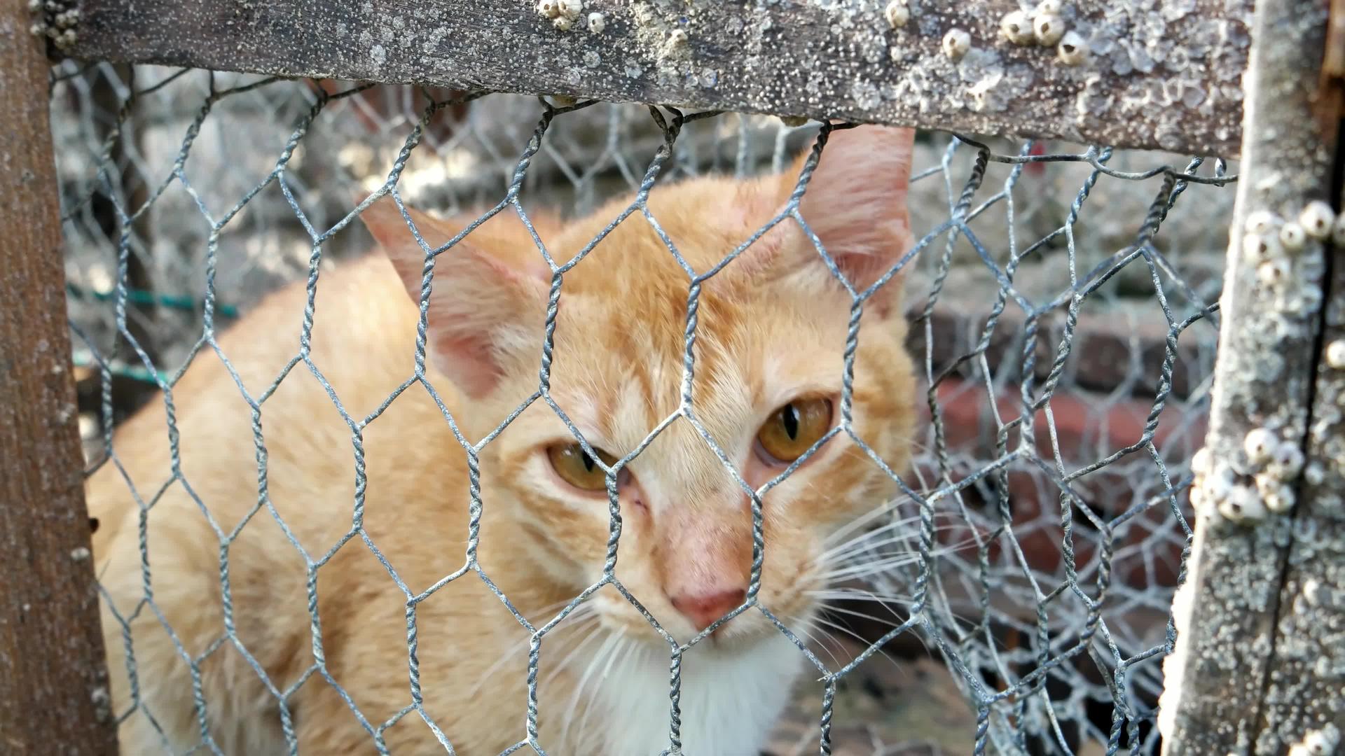 在螃蟹陷阱中橙色的猫失去了自由视频的预览图