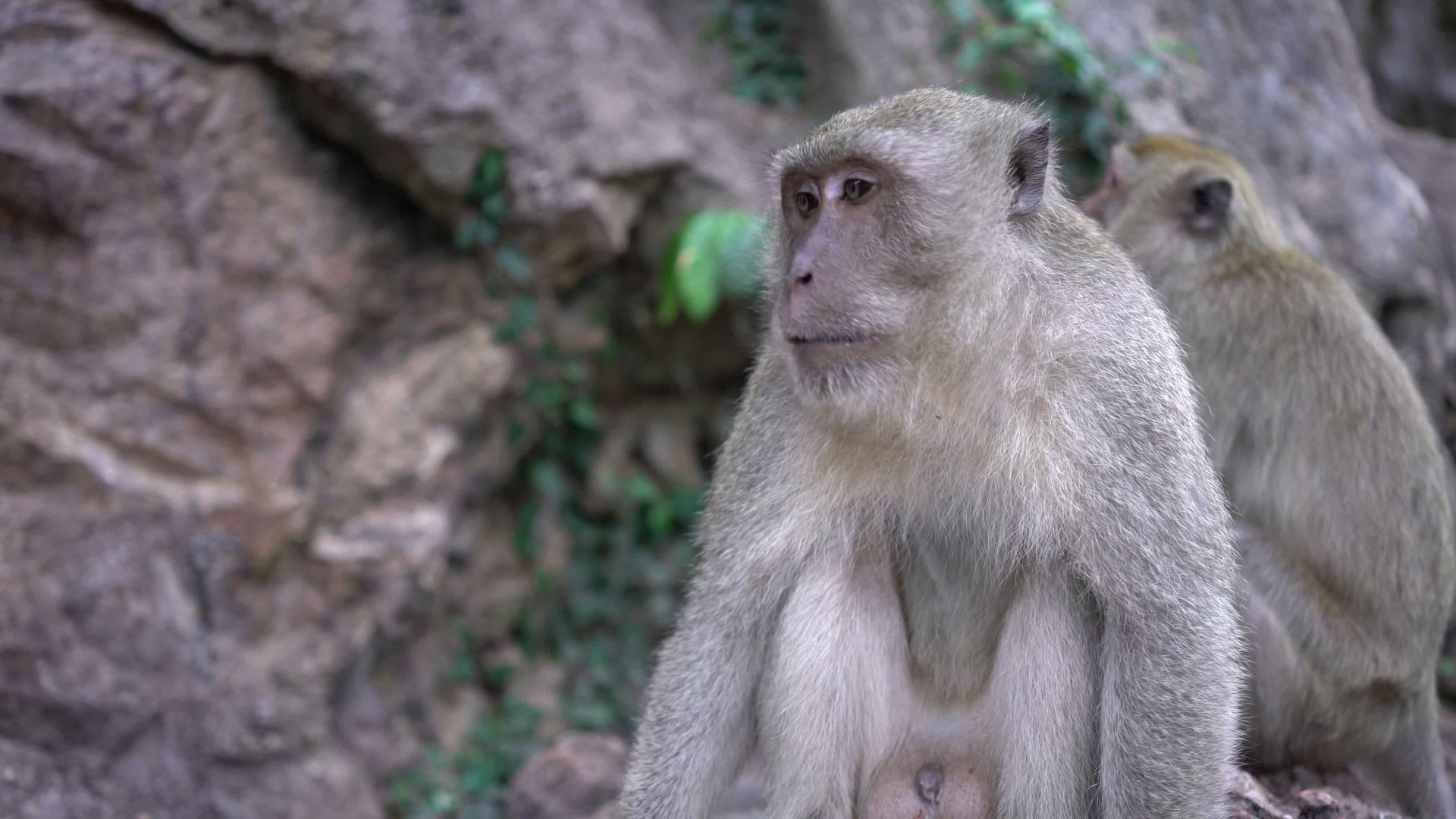 猴子的户外近距离肖像视频的预览图