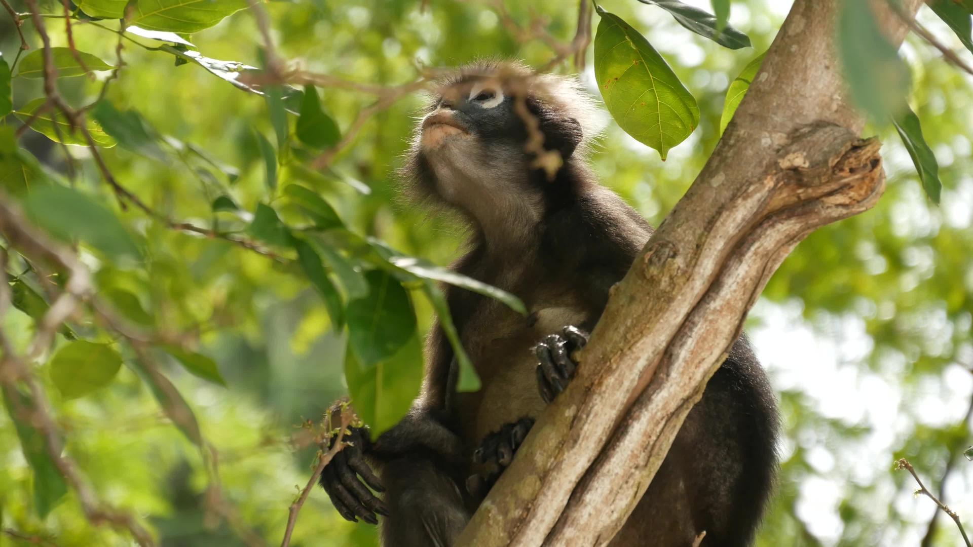 可爱的眼镜叶猴在安通国家公园的绿叶在自然栖息地视频的预览图