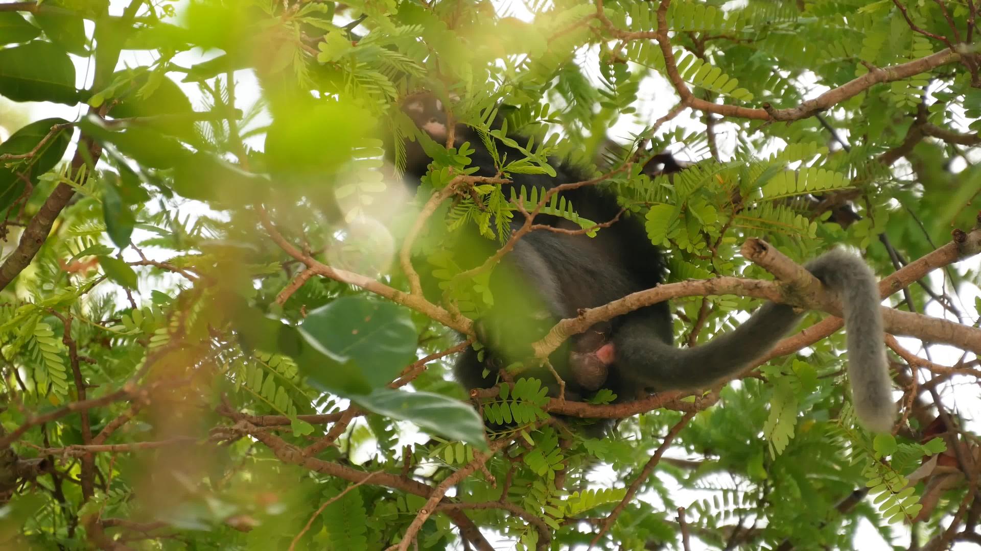 可爱的眼镜叶猴在安通国家公园的绿叶在自然栖息地视频的预览图