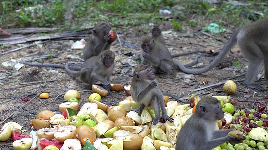 猴宝宝吃水果喂养视频的预览图