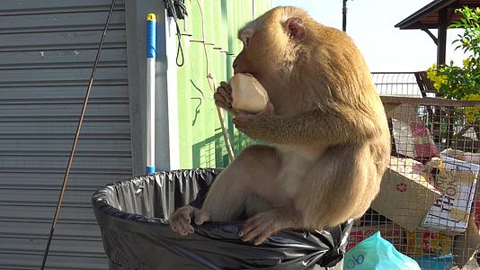 猴子们试图打开垃圾桶视频的预览图