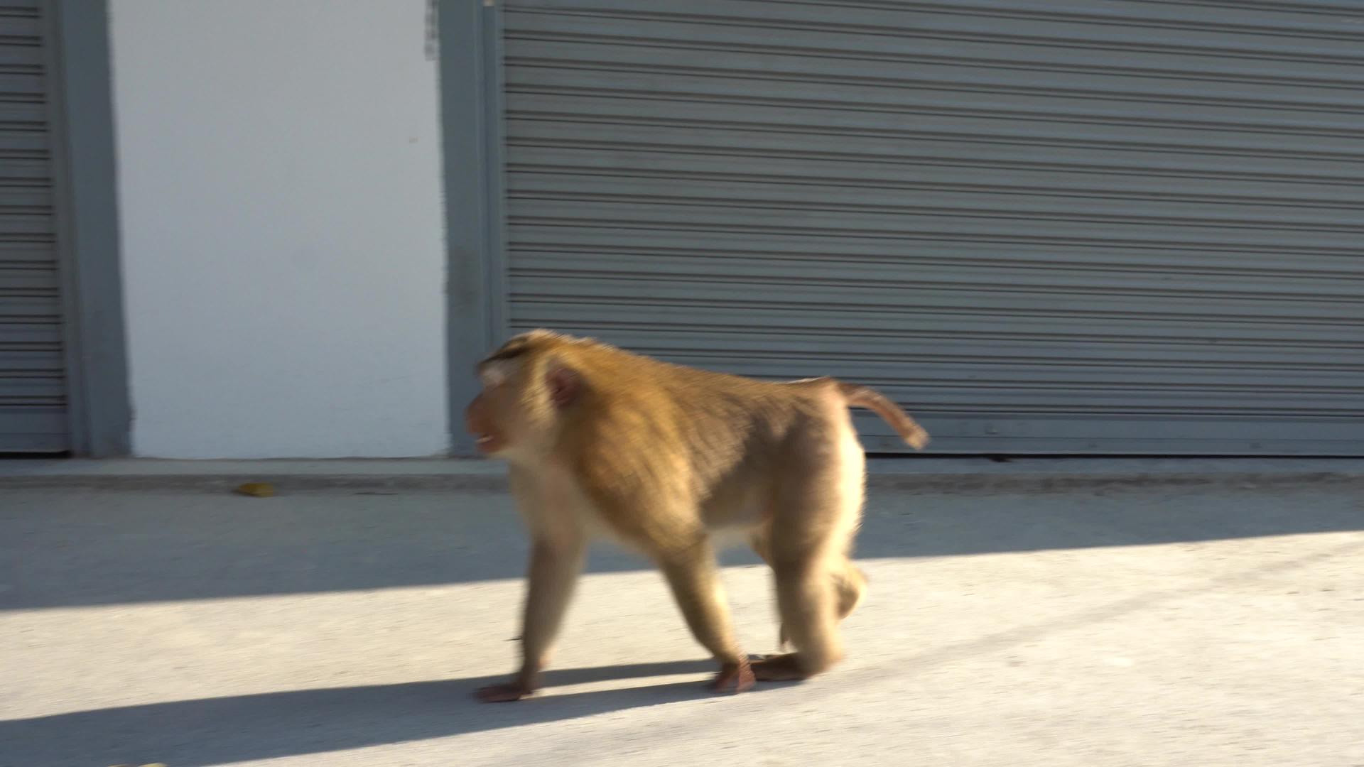 毛毛猴沿着墙走视频的预览图