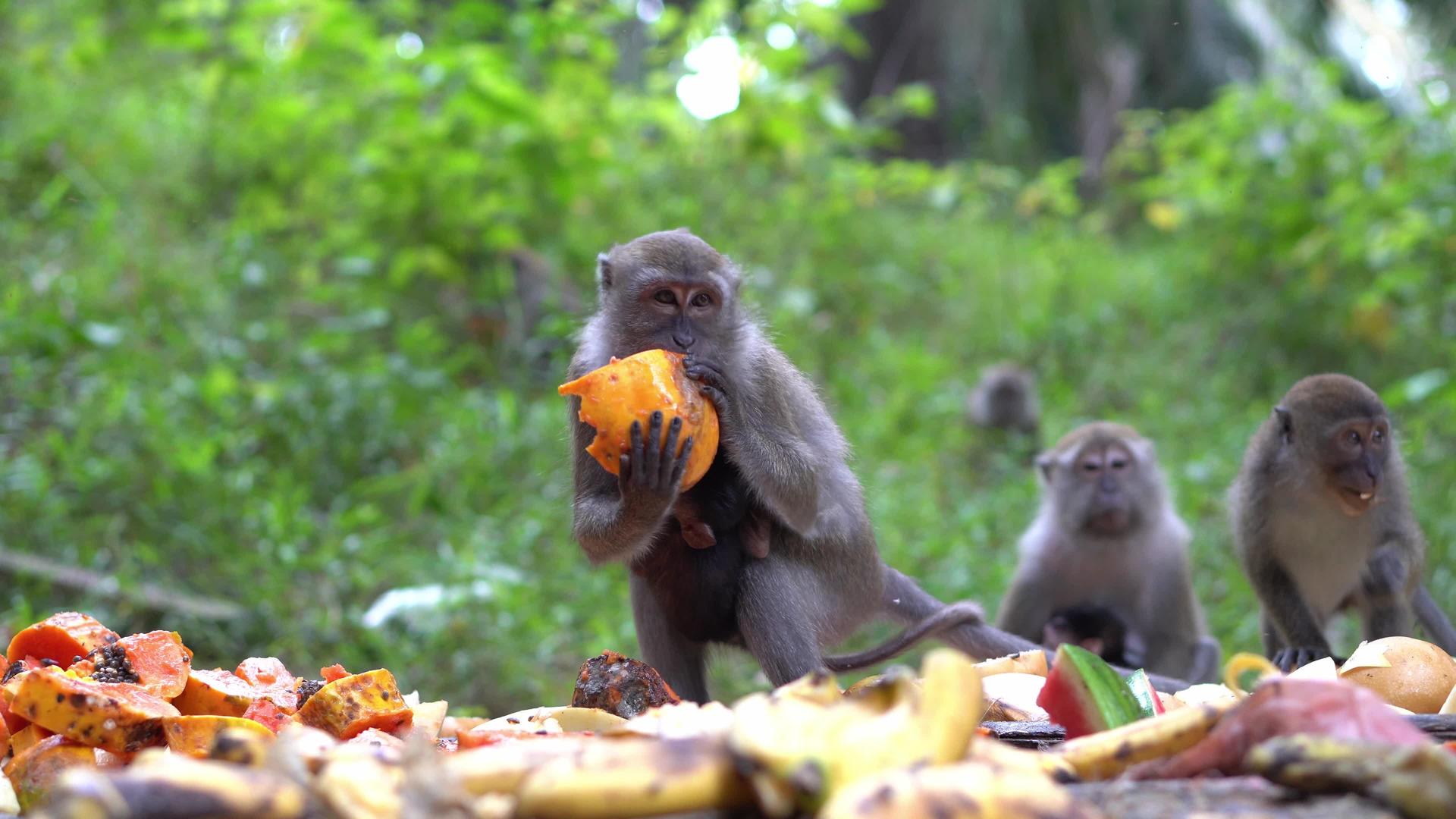 猴子妈妈带宝宝去吃水果视频的预览图