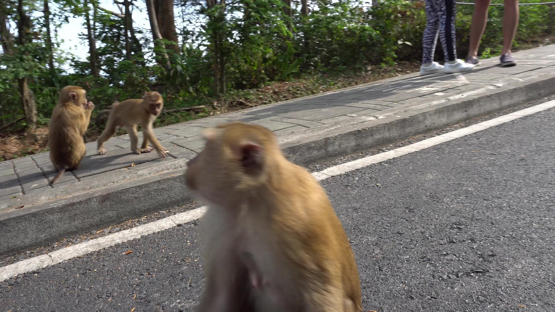 大猴子和婴儿的棕色眼睛视频的预览图