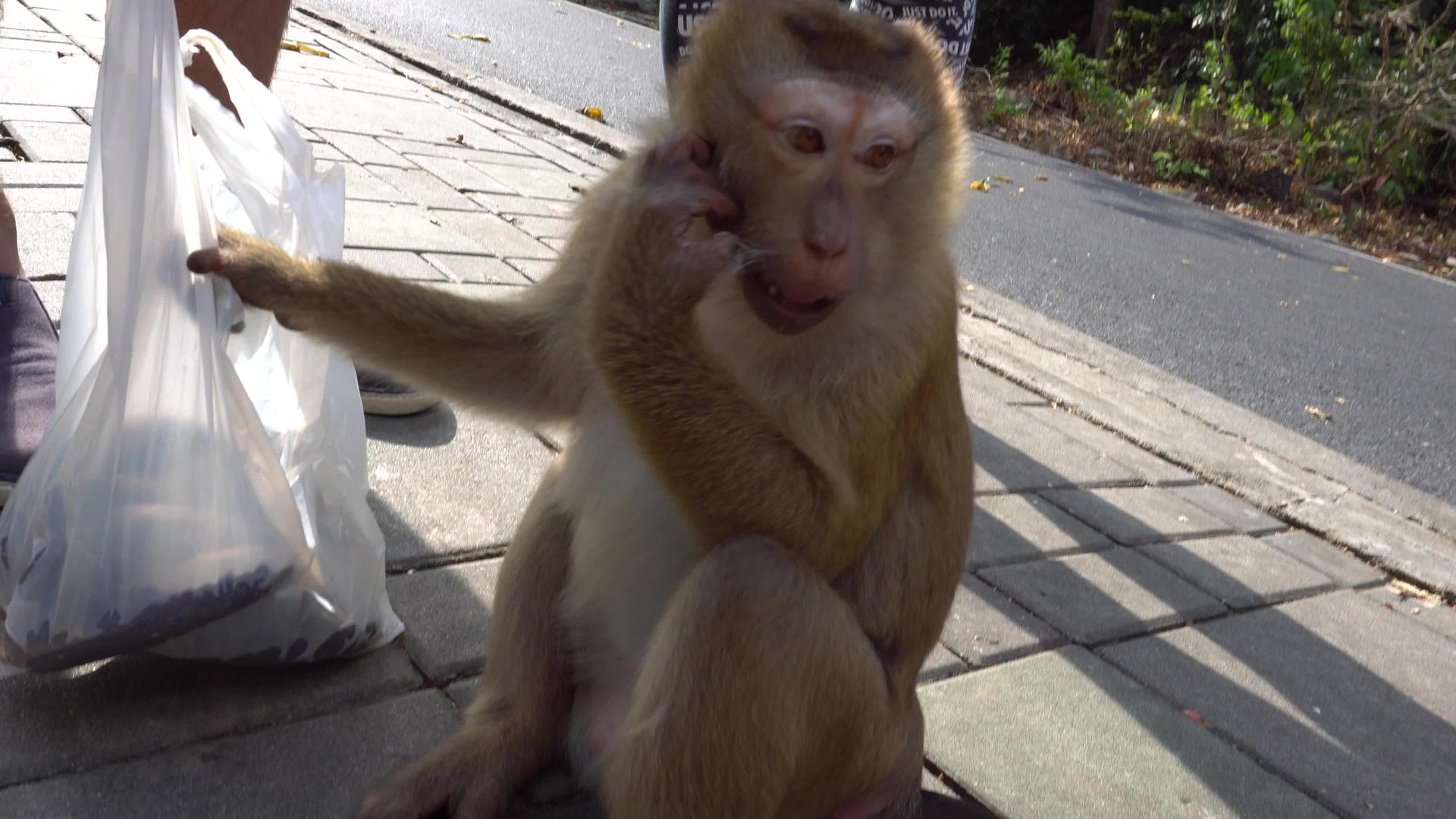 大猴子和婴儿的棕色眼睛视频的预览图