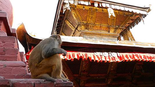 猴子坐在寺庙的墙上从下面拍摄的猴子坐在东的墙上视频的预览图