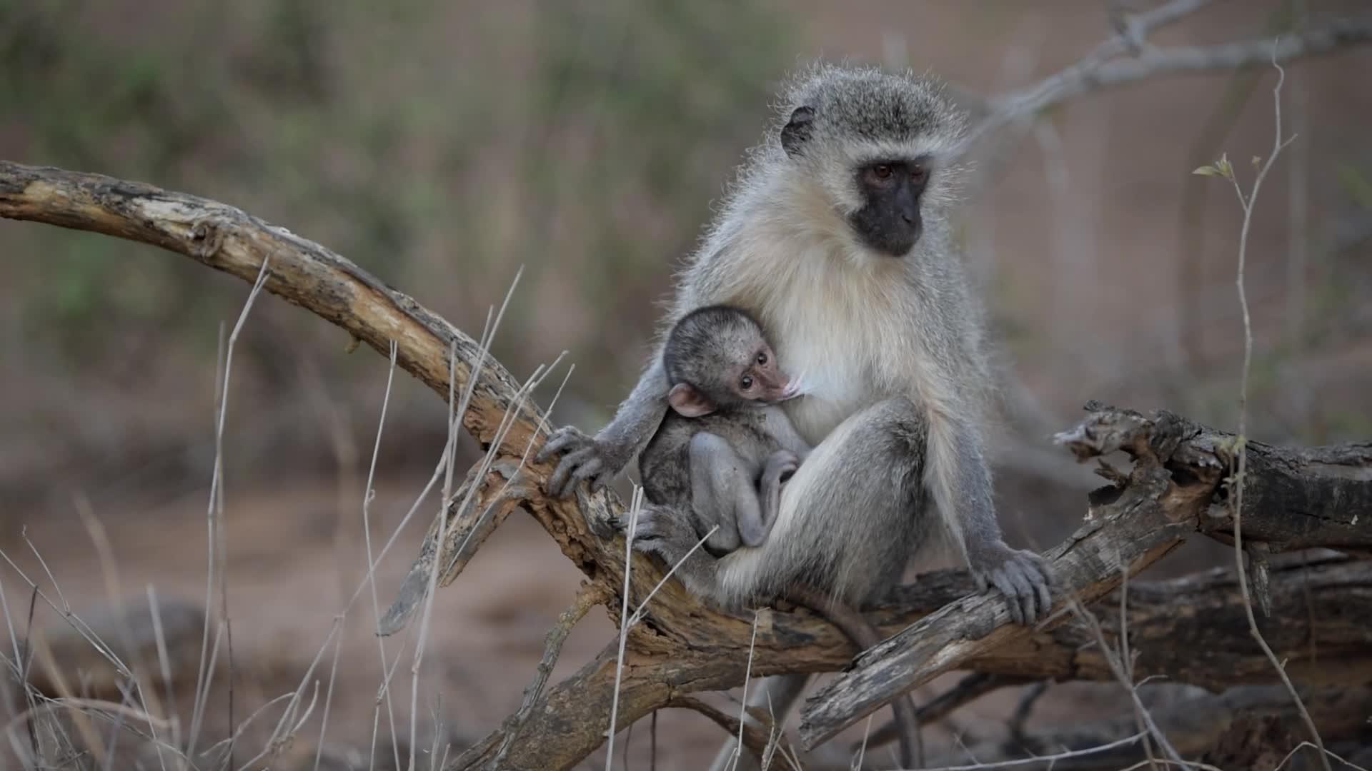 在荒野中吮吸母亲的猴子婴儿视频的预览图